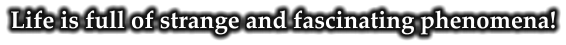 Life is full of strange and fascinating phenomena!